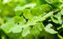 薺菜的營養價值高 薺菜的做法有哪些？