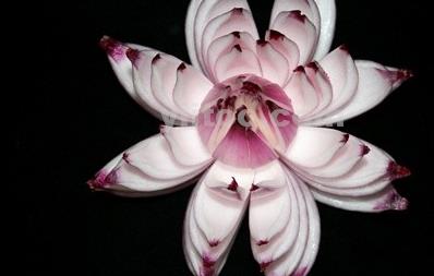 怎么飲食調(diào)節(jié)女性內(nèi)分泌