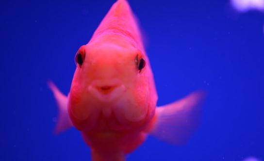 鸚鵡魚怎么養(yǎng)?鸚鵡魚常見病有哪些?