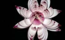 怎么飲食調節女性內分泌