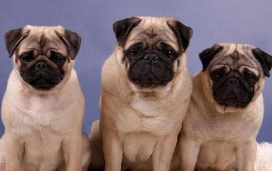 八哥犬多少錢一條？八哥犬如何喂養(yǎng)