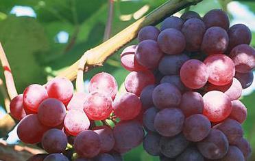 6種水果保護男性健康 防治前列腺炎