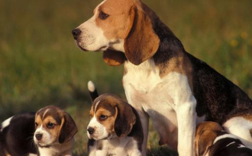 比格犬多少錢一只?比格犬如何喂養?