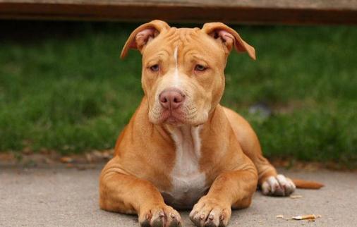 比特犬多少錢一只？比特犬是什么狗？