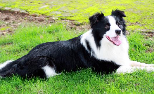 邊境牧羊犬怎樣訓練?邊境牧羊犬多少錢?