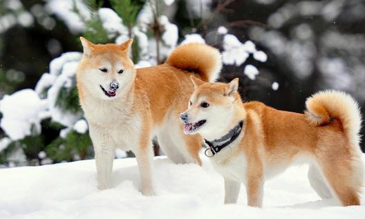 柴犬多少錢一只?柴犬如何喂養?