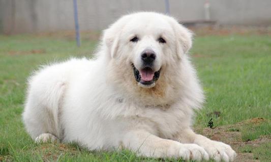 大白熊犬如何喂養(yǎng)？大白熊犬怎樣訓(xùn)練？