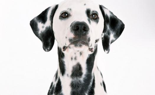 大麥町犬如何喂養?大麥町犬多少錢一條?