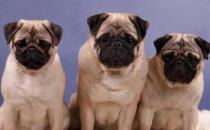 八哥犬多少錢一條？八哥犬如何喂養