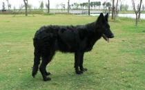 比利時牧羊犬的簡介-比利時牧羊犬喂養