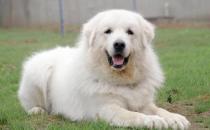 大白熊犬如何喂養？大白熊犬怎樣訓練？