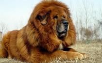 藏獒多少錢一條？藏獒怎么訓練？