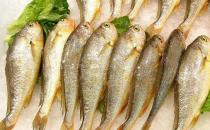 冬季吃哪種魚好？盤點最適合冬季進補的9種魚