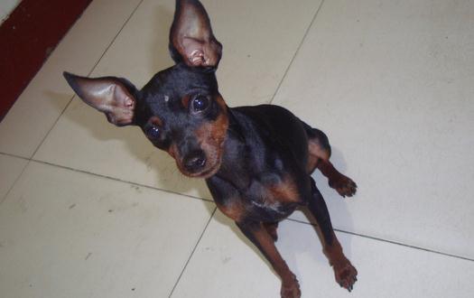 小鹿犬怎么訓練？小鹿犬多少錢一條？