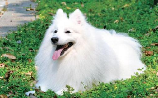 銀狐的特征-銀狐犬怎么喂養？