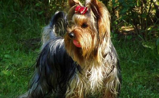 約克夏梗多少錢一條？約克夏梗喂養(yǎng)方法