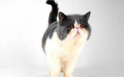 巴厘貓是怎樣的?巴厘貓的生活習(xí)性