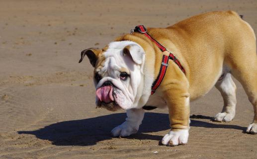 斗牛犬如何喂養?斗牛犬怎么訓練?