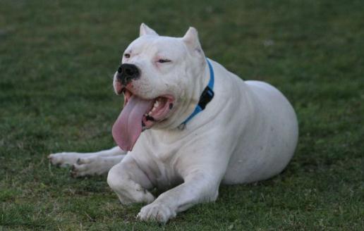 杜高犬多少錢一條?杜高犬如何喂養?