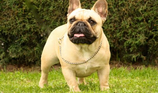 法國(guó)斗牛犬怎么養(yǎng)？法國(guó)斗牛犬怎么訓(xùn)練？