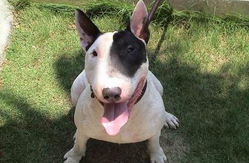 梗犬是什么樣的？梗犬怎么養？