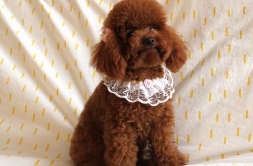 貴賓犬性格溫和嗎?貴賓犬怎么養?