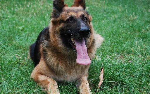 黑貝怎么訓(xùn)練?黑貝多少錢一條?