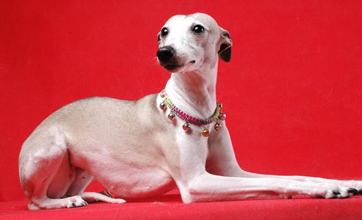 惠比特犬是什么?惠比特犬怎么養?