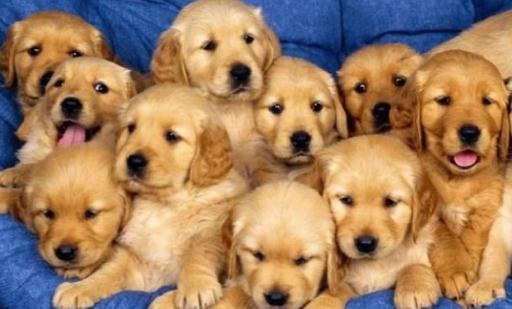 金毛多少錢一條?金毛犬如何喂養?