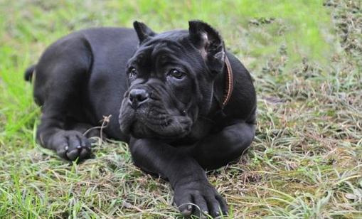 卡斯羅犬多少錢一條？卡斯羅犬怎樣訓練？