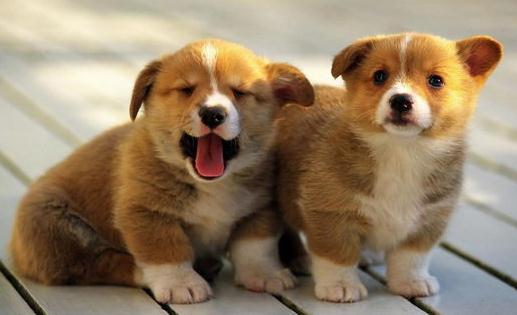 柯基犬如何喂養(yǎng)？柯基犬怎樣訓(xùn)練？