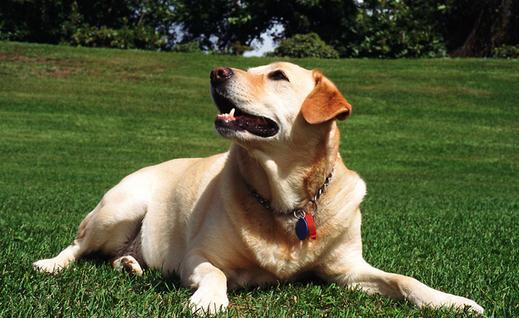 拉布拉多是什么狗？拉布拉多犬如何喂養(yǎng)？