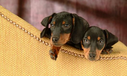 臘腸犬如何喂養(yǎng)？臘腸犬多少錢？