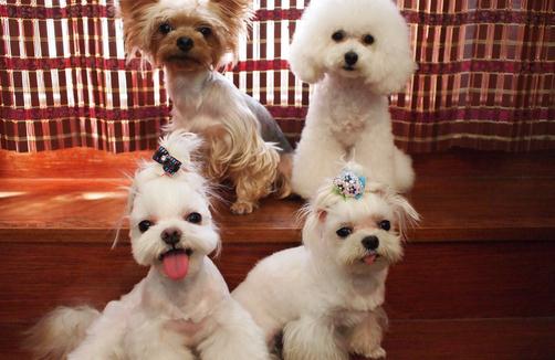 馬爾濟斯犬如何喂養？馬爾濟斯犬怎樣訓練？