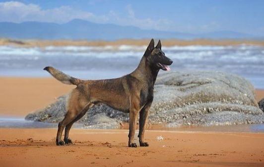 馬犬多少錢一條？馬犬如何喂養？