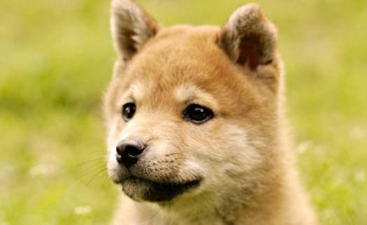 秋田犬是什么品種?秋田犬怎么養?