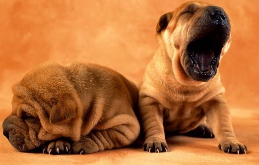 沙皮狗多少錢一只？沙皮犬怎樣訓練？