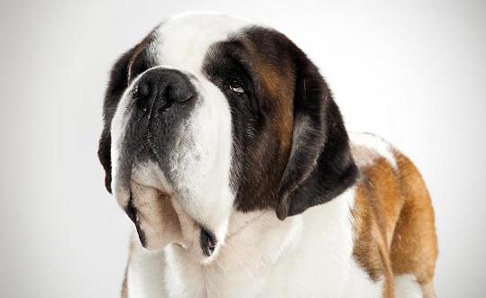 圣伯納犬如何訓練？圣伯納犬怎么養？