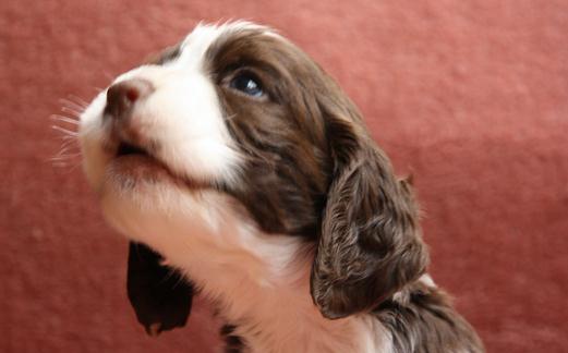 史賓格犬如何喂養(yǎng)?史賓格犬的簡介