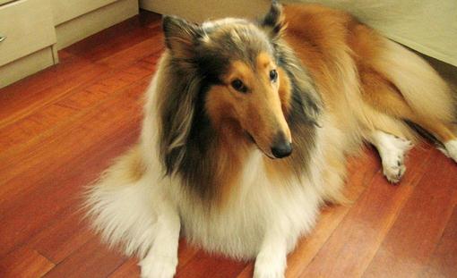 蘇牧是什么狗？蘇牧好養嗎？