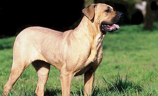 土佐犬是什么狗?土佐犬怎么養(yǎng)?