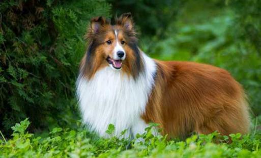 喜樂蒂牧羊犬怎樣訓練？喜樂蒂牧羊犬的簡介