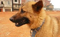 中華田園犬是什么狗？中華田園犬怎樣訓(xùn)練？