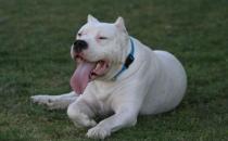 杜高犬多少錢一條？杜高犬如何喂養(yǎng)？