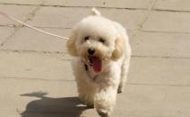 貴婦犬怎么養？貴婦犬好訓練嗎？