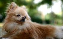 狐貍犬多少錢一條？狐貍犬怎么喂養？