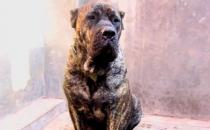 加納利犬多少錢能買到？加納利犬怎么養(yǎng)？