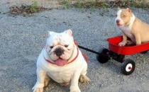 美國惡霸犬是什么？美國惡霸犬怎么養？