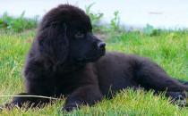 紐芬蘭犬是什么狗？紐芬蘭犬如何喂養？