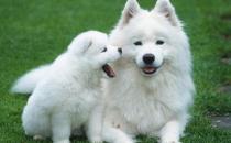 薩摩耶怎么養？薩摩耶犬多少錢能買？